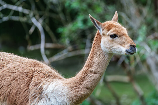 Vicunas, Vicugna Vicugna, relatives of the llama in a German park