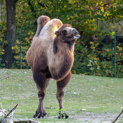 Bactrian camel, Camelus bactrianus in a german park
