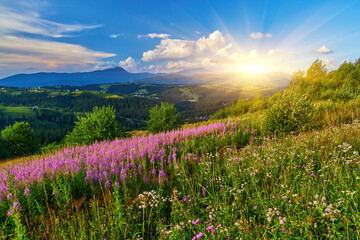Mountain Slope Purple Wildflowers Summer