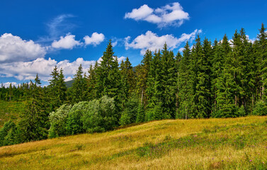 Mountain Meadow Bordering Evergreen Forest