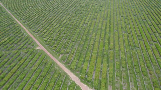 Aerial View of Mango Trees Across Vast Lush Green Fields.