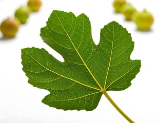 Close Up Of A Green Fig Leaf With Detailed Veins Against White Background