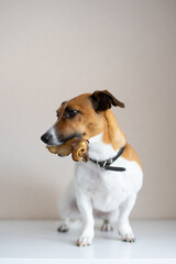 Jack Russell Terrier sitting on the floor with a bone in his mouth