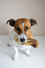 Jack Russell Terrier sitting on the floor with a bone in his mouth
