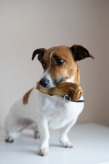 Jack Russell Terrier sitting on the floor with a bone in his mouth