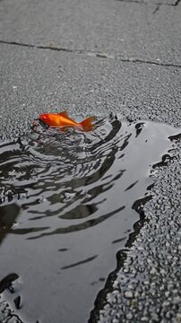 Poisson rouge nageant dans une flaque d&rsquo;eau sur bitume, image surr&eacute;aliste

