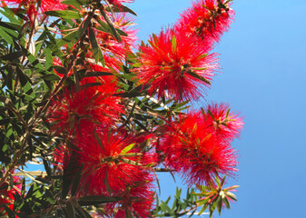 Vibrant red bottlebrush flowers ,Callistemon, in full bloom against a clear blue sky