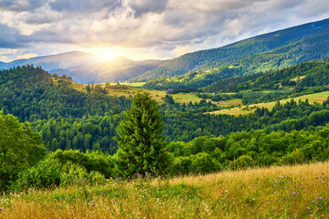 Obraz premium Mountain Meadow Bordering Evergreen Forest