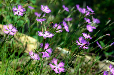 Pink flowers of the fringed pink (Dianthus hyssopifolius) growing among rocks in mountain areas
