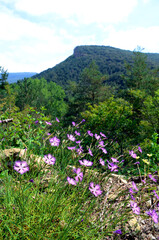 Fototapeta premium Pink flowers of the fringed pink (Dianthus hyssopifolius) growing among rocks in mountain areas