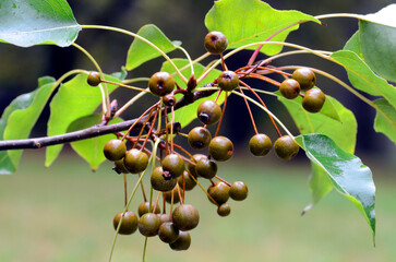 Leaves and fruits of the wild pear tree Pyrus cordata