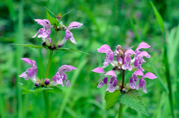 Purple flowers of purple dragon (Lamium maculatum)