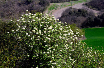 Wayfarer bushes (Viburnum lantana) with their white flowers in spring