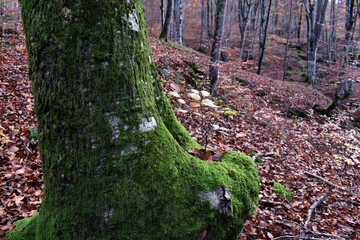 Fototapete bei efototapeten.de bestellen   
