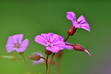 Detail of the pink flowers of the St. Robert's geranium (Geranium robertianum)