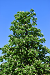 The Horse Chestnut (Aesculus hippocastanum) cultivated in a park