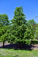 The Horse Chestnut (Aesculus hippocastanum) cultivated in a park