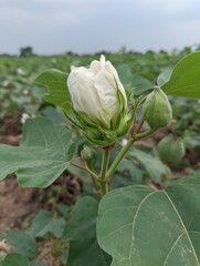 Obraz premium Close-up of a cotton flower bud in a field, showing the plant's leaves and stem, under a cloudy sky, agriculture