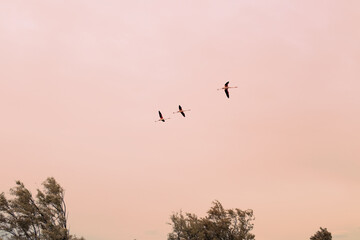 pink flamingos flying free in the sky at sunset on the Po Delta