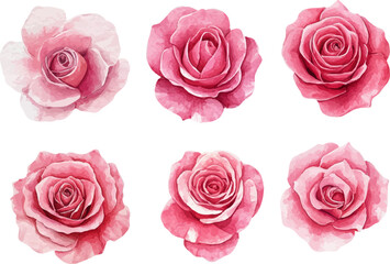 pink roses on white background