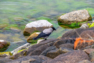 Hooded crow standing on rocks by the water, among stones covered with green algae. A scene of bird life in a natural coastal environment.