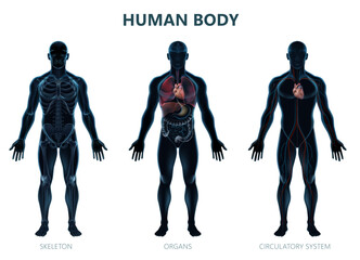 Realistic Masculine Human Body Illustration