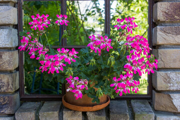 pink geranium in a clay pot in old window