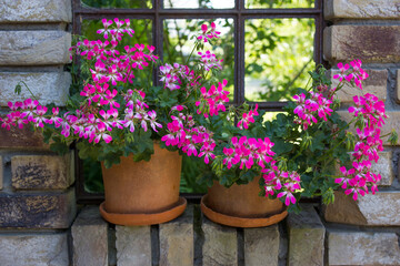 pink geranium in a clay pot in old window