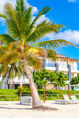 Fototapeta premium Palms parasols sun loungers beach resort Playa del Carmen Mexico.
