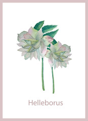 Helleborus watercolor postcard on white stock vector illustration for web, for print