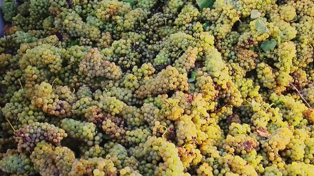 Pile of ripe white grapes in clusters with blurred vineyard in background