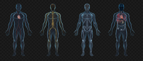 Realistic Human Body Anatomy Illustration