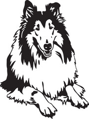 Rough Collie dog vector illustration