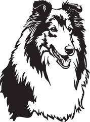 black and white Rough Collie dog
