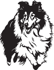 running Rough Collie dog