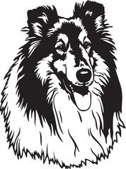 Rough Collie dog head
