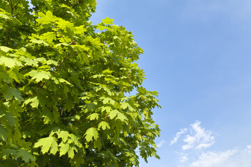 Fototapeta premium Bright green maple leaves against a clear blue sky on a sunny day in early summer