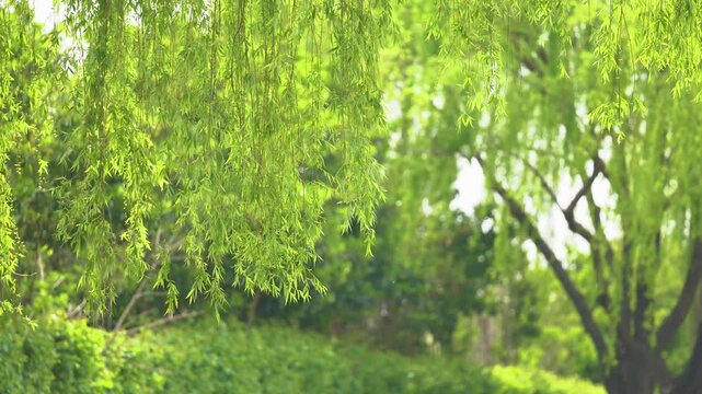 Spring wind gently swaying willows in a vibrant green park
