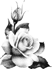 engraved rose. vintage engraved illustration. Vintage rose flower. rose flower retro copy style. A rose with a retro photocopy effect