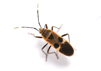 top view chinch bug or lygaeid bug on white background