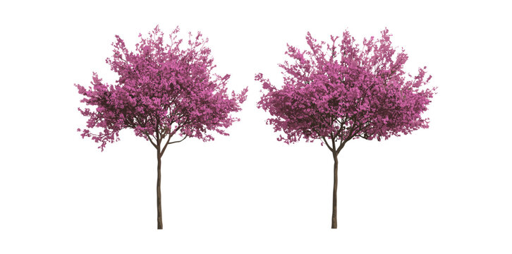 Chinese redbud Cercis chinensis flowering tree isolated png medium small size, urban greenery, landscape design, garden tree, spring flowers, deciduous tree vector illustration.