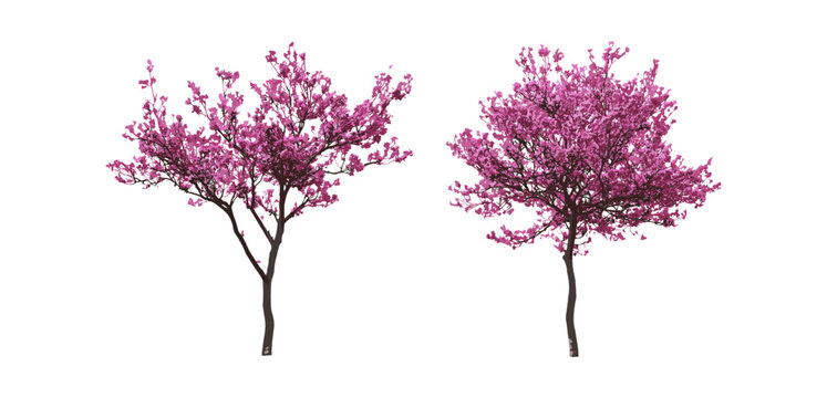 Cercis chinensis Chinese redbud flowering street trees medium small isolated cutout vector illustration, ornamental tree, urban landscaping, spring bloom, botanical garden.