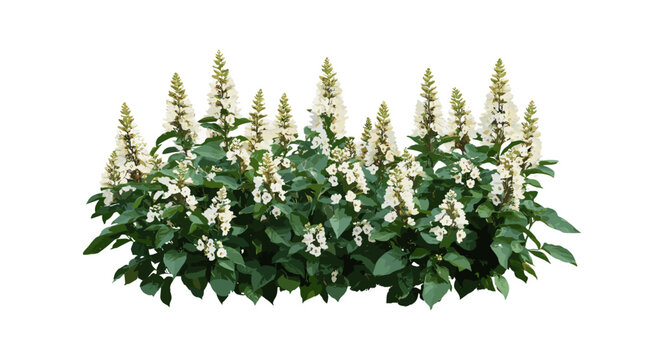 Summer sweet Clethra alnifolia coastal sweetpepperbush blooming shrub medium frontal set isolated png garden plants, wild flora vector illustration, botanical greenery.