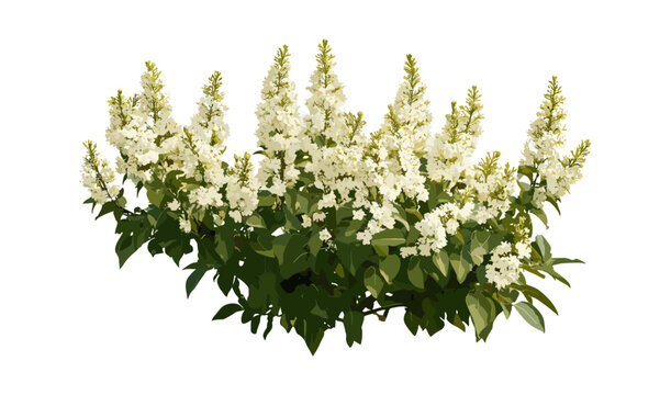 Blooming Clethra alnifolia shrub coastal sweetpepperbush summer sweet medium isolated cutout frontal set garden plants, flowering bush vector illustration, natural greenery.