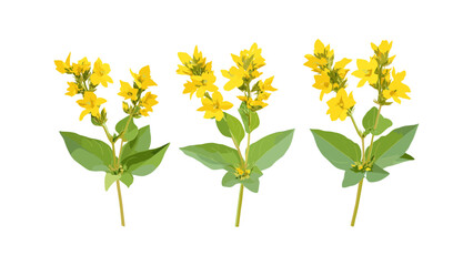 Set Lysimachia christinae Sunburst isolated png high resolution, botanical plant, garden flower, floral design, green foliage, vector illustration.