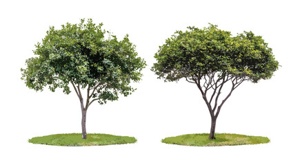 Set of Commiphora myrrha, Balanites aegyptiaca street trees isolated PNG, frontal view, botanical illustration, tropical plants, desert trees, vector illustration. © aura studio