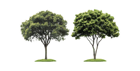 Isolated Eucalyptus gunnii and Paulownia tomentosa trees cutout, cityscape plants, botanical elements, street vegetation, natural scenery, vector illustration. © aura studio