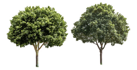 Set of Eucalyptus gunnii and Paulownia tomentosa street trees isolated png, urban landscaping, city greenery, botanical illustration, nature design, vector illustration. © aura studio