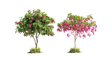 Fuchsia magellanica and Gleditsia triacanthos trees isolated cutout in bright daylight, vector illustration, ornamental trees, outdoor foliage, natural greenery, landscape design, garden plants.