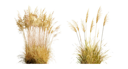 Set of Prairie dropseed Sporobolus heterolepis and Stipa pennata European feather grass cutout, vector illustration, meadow grass, landscape plants, botanical collection, herbaceous plants.